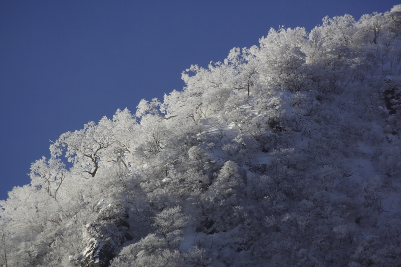 鬼面山の華