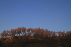花咲山に昇る月