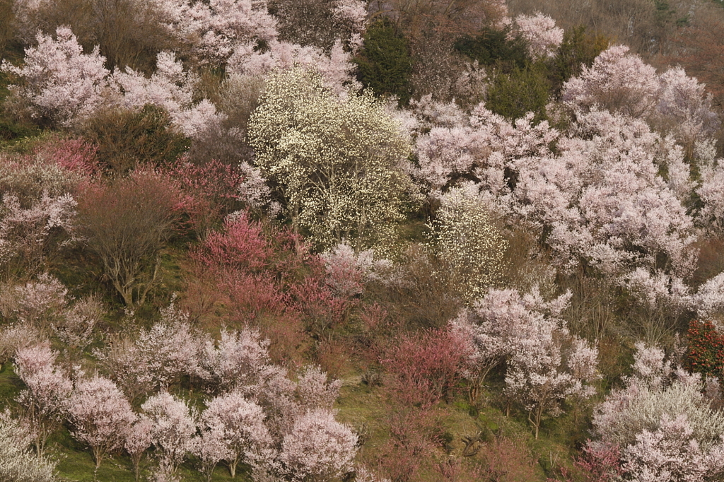 盛期前の花見山