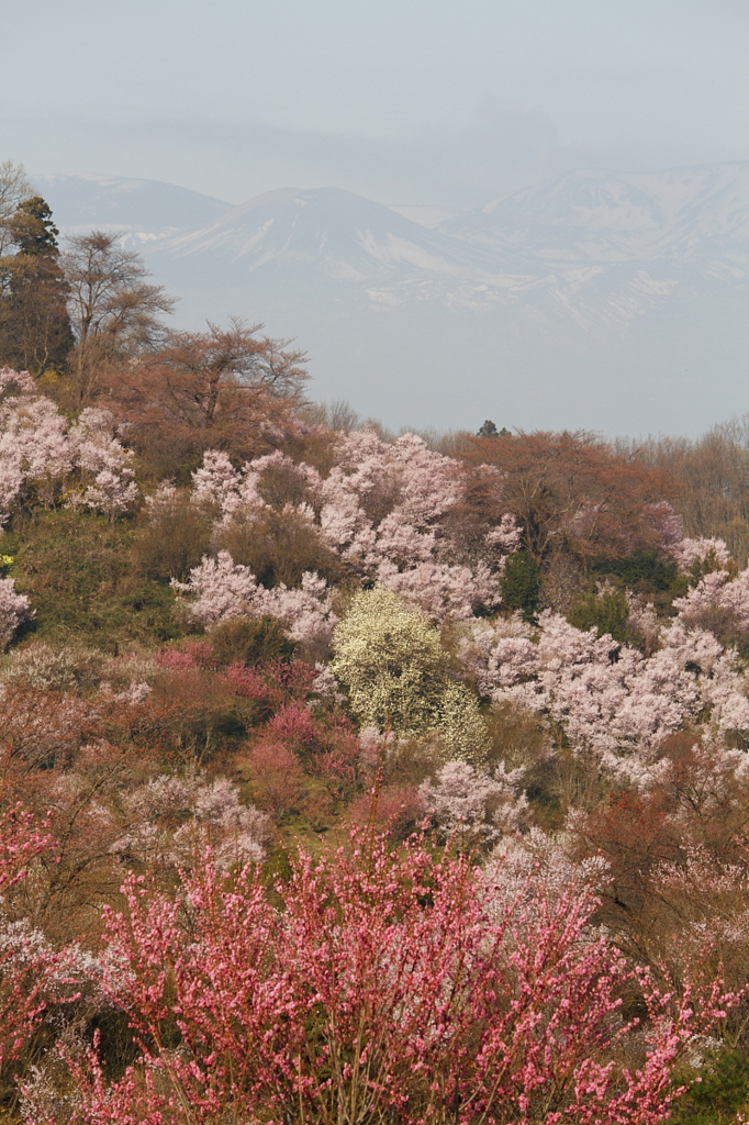 桃源郷からの吾妻連峰