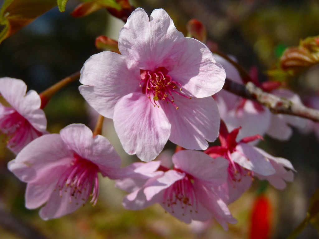 河津桜2