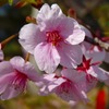 河津桜2