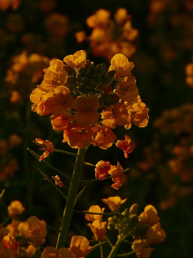 夕暮れの葉の花2