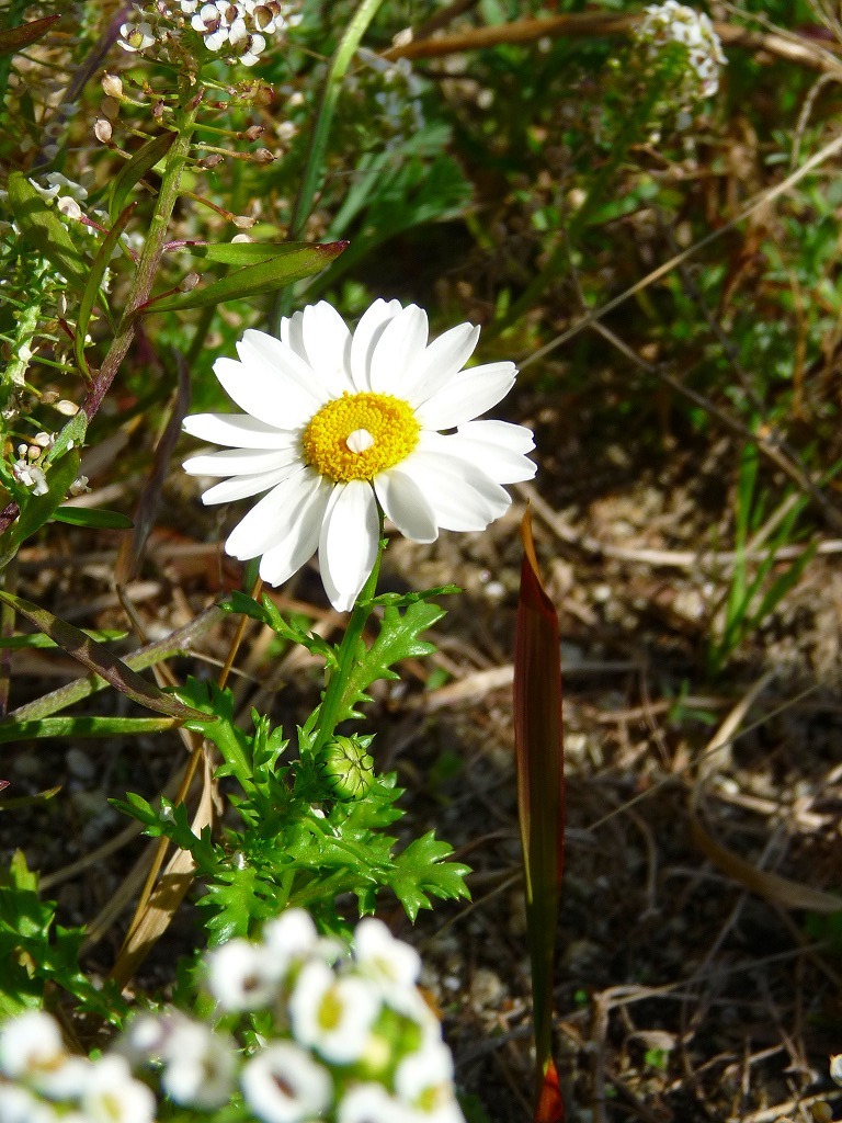 白い花