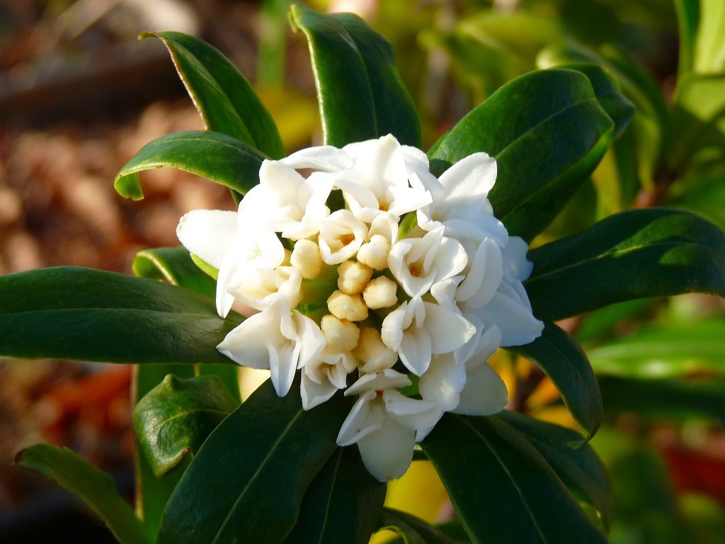 沈丁花(白)