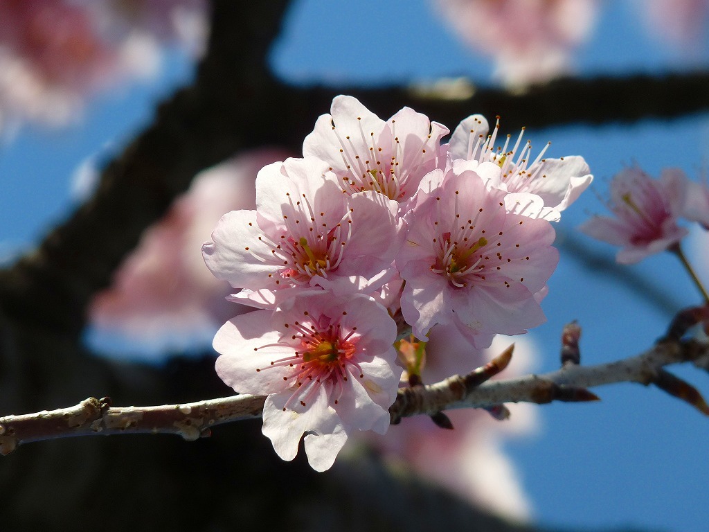 椿寒桜