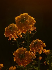 夕暮れの菜の花