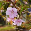 河津桜1
