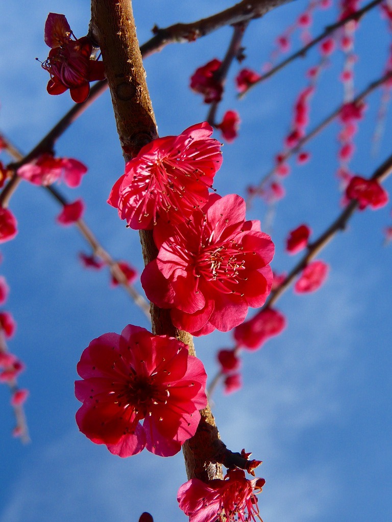 枝垂れ梅　紅