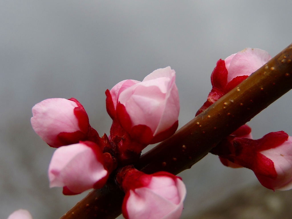 杏の花