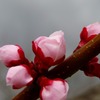 杏の花