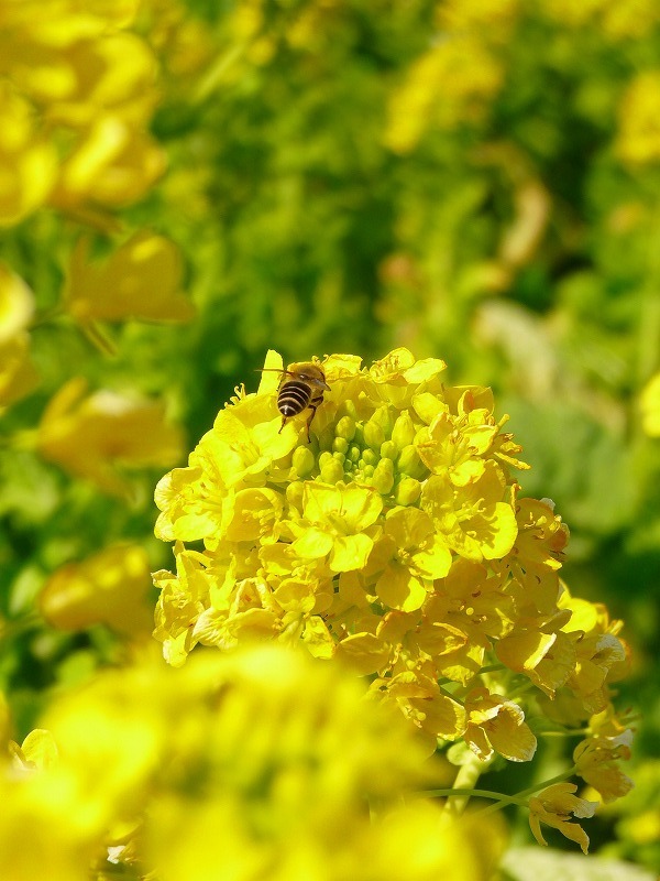 菜の花とミツバチ