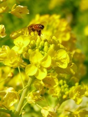 菜の花とミツバチ