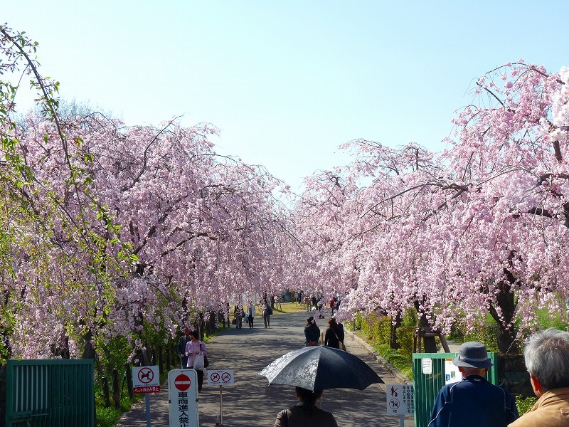 桜道