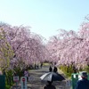 桜道