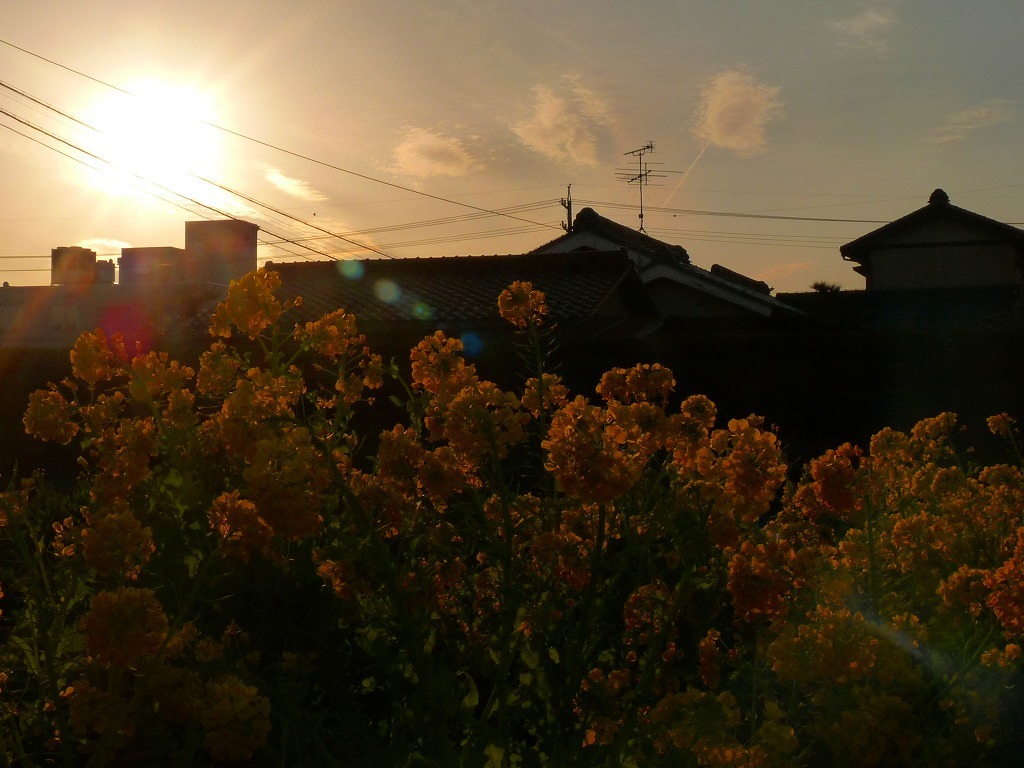 夕暮れの菜の花3