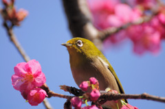 春見鶏