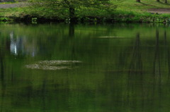 緑の湖面