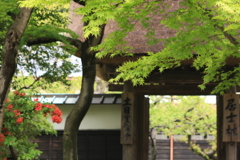 円覚寺の春