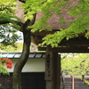 円覚寺の春