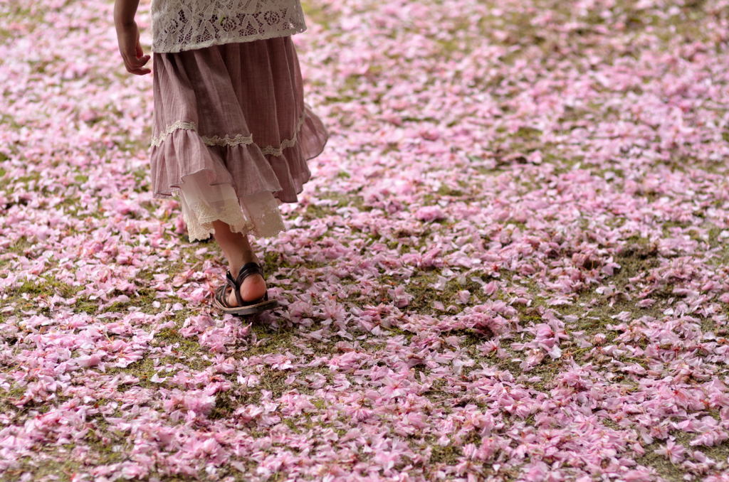 桜道