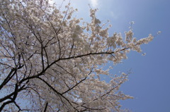 桜で試し撮り