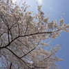 桜で試し撮り