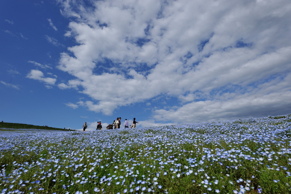 海浜公園のネモフィラ