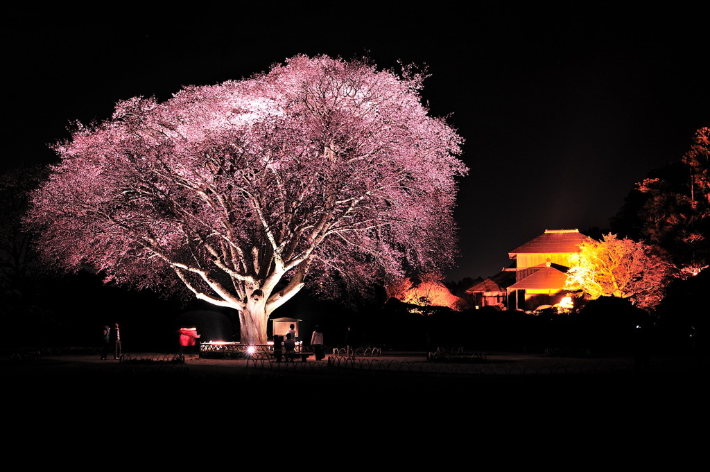 偕楽園大夜桜