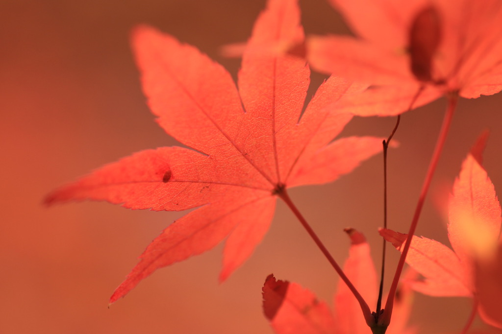 京都大原野の紅葉