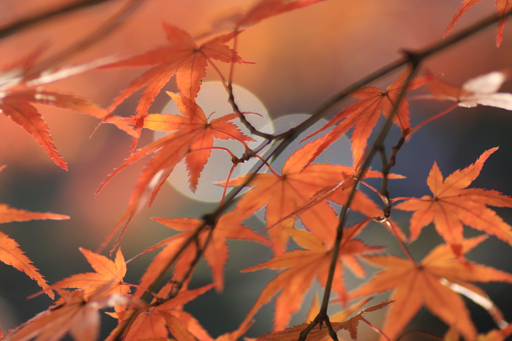 京の紅葉