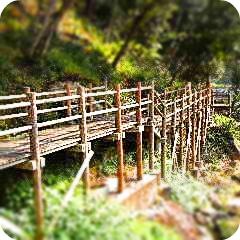キャンプ場の遊歩道