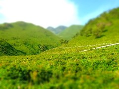 dph515-tiltshift