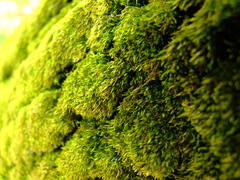 2009_04180030