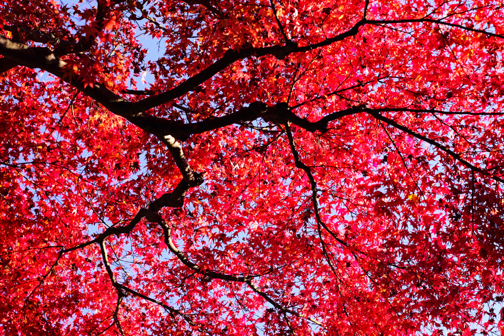 紅葉