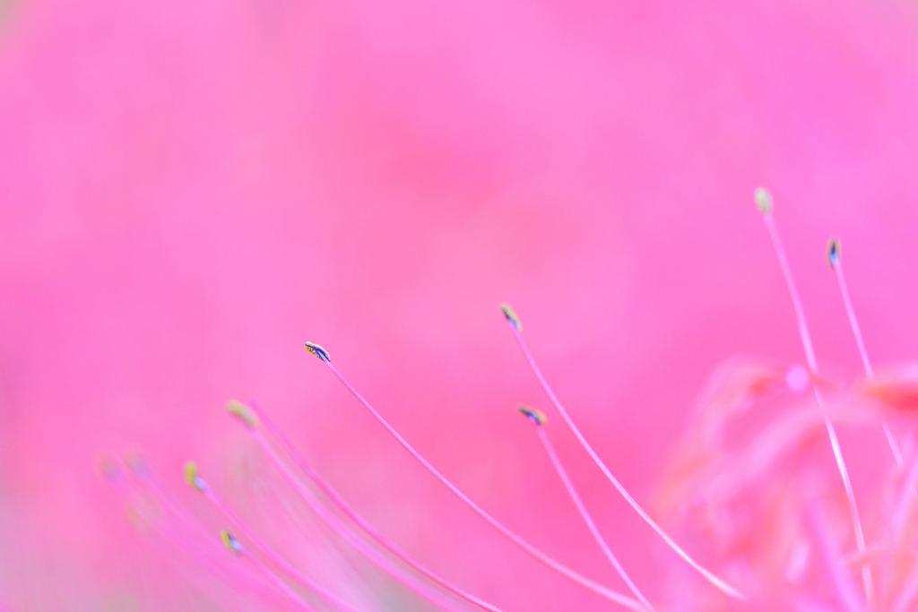 彼岸花3