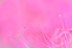 彼岸花3
