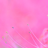 彼岸花3