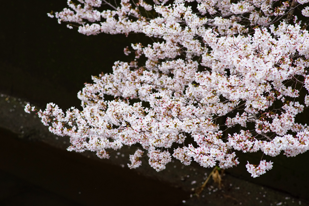 桜　川沿い