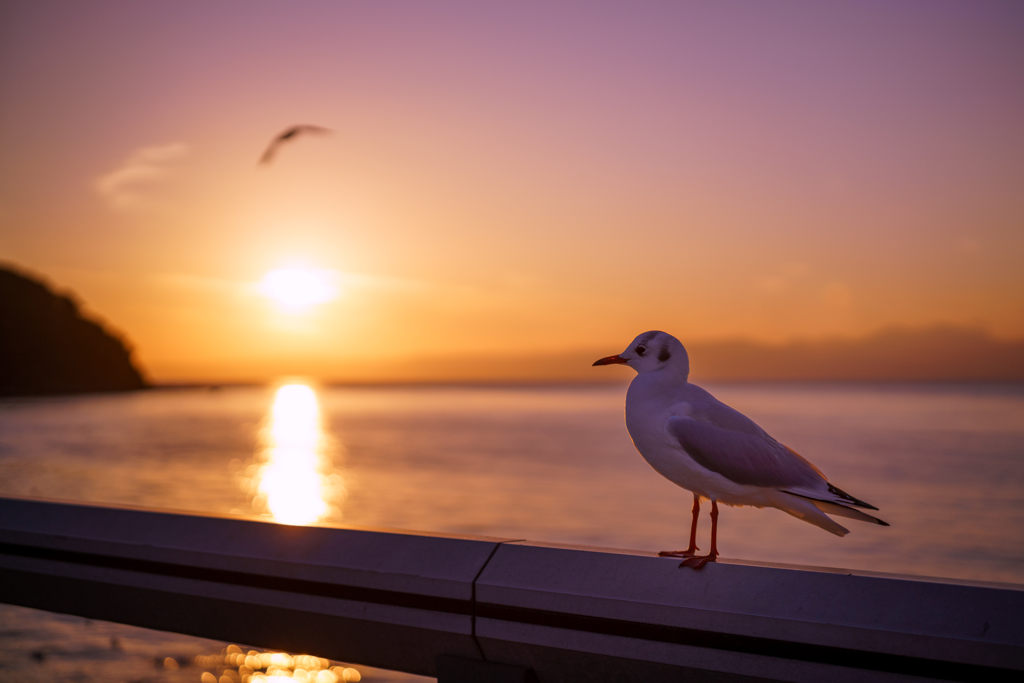 夕日を望む