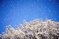 花吹雪