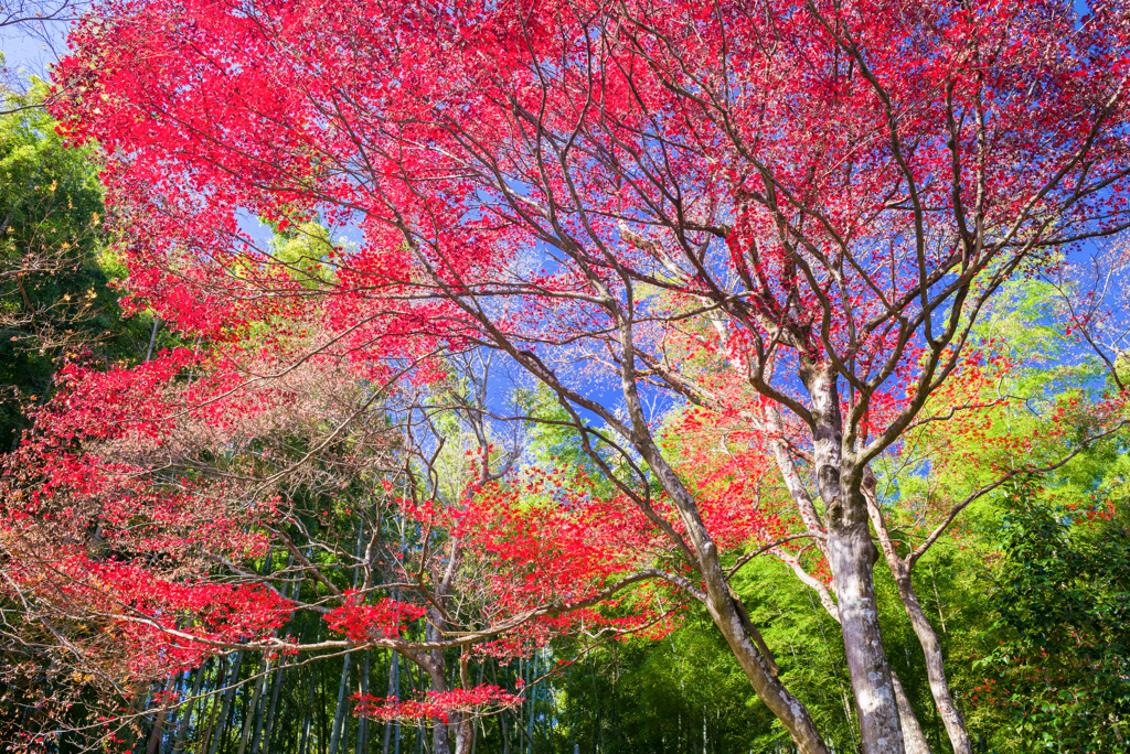 色彩庭園