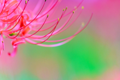 彼岸花1