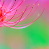 彼岸花1