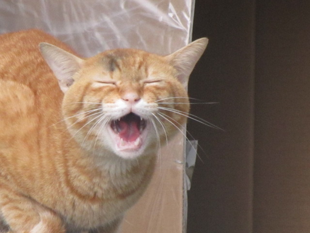 早くぅ～