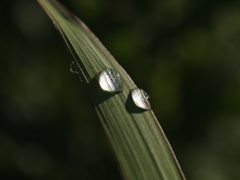 朝露
