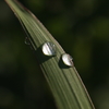 朝露