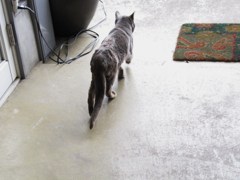ご帰還