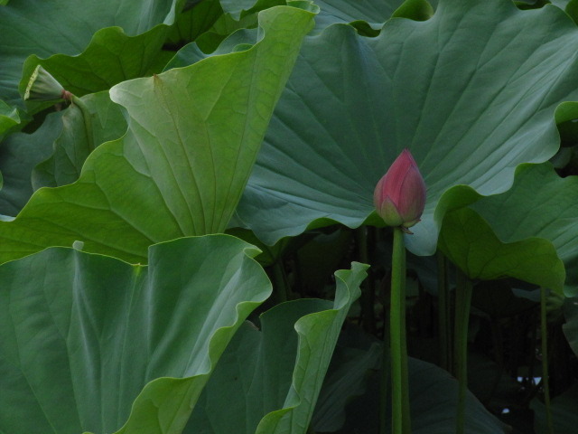 ひとり・・・