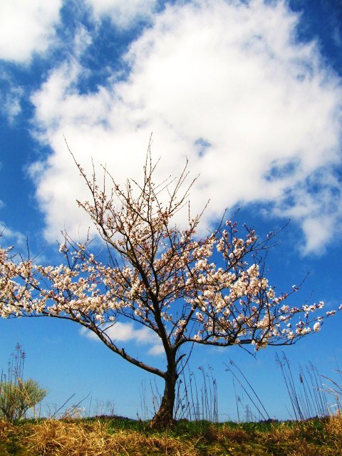 花の命は短くて